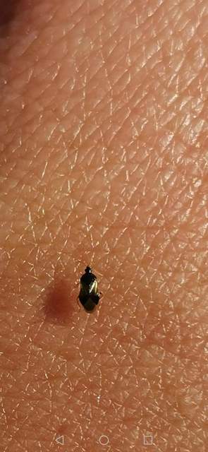 Anthocoridae - virágpoloskák Anthocoridae - virágpoloskák