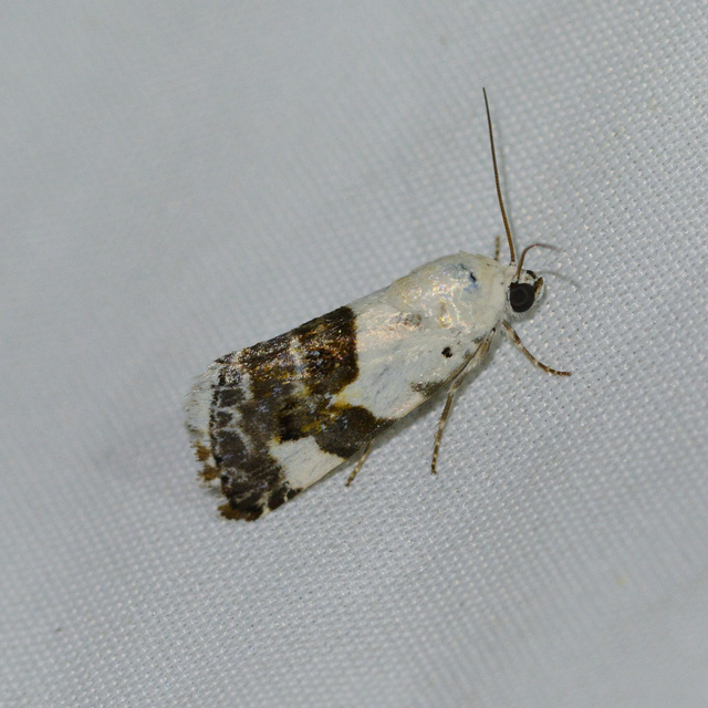 Acontia lucida - fehér nappalibagoly