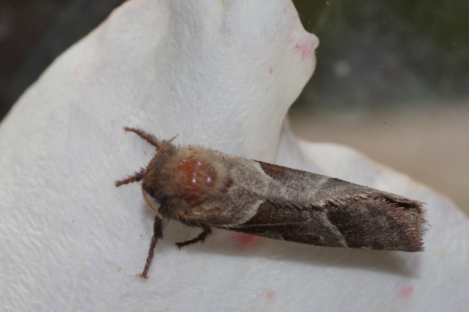 Triodia sylvina - kis gyökérrágólepke