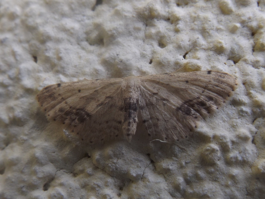 Idaea dimidiata - gyakori apróaraszoló