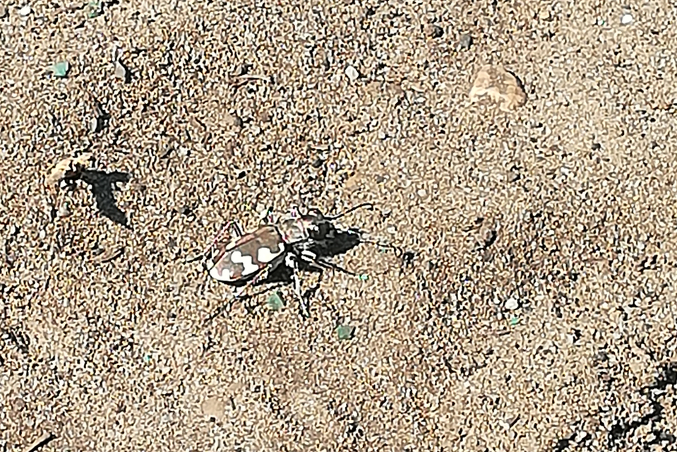 Cicindela hybrida - öves homokfutrinka