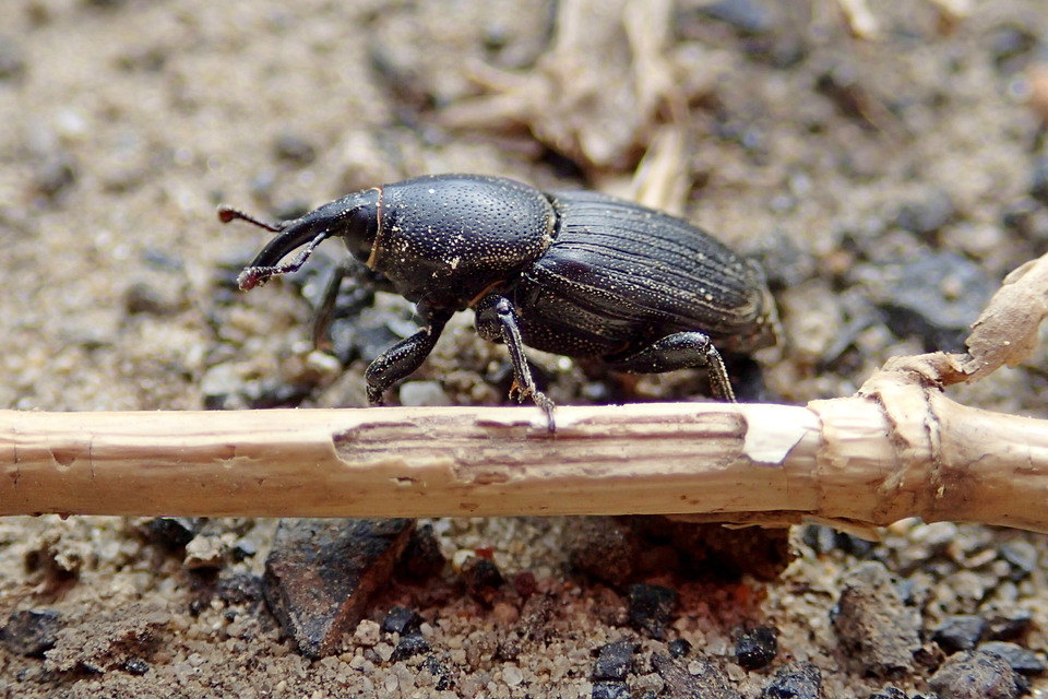 Sphenophorus striatopunctatus - mezei zsuzsok