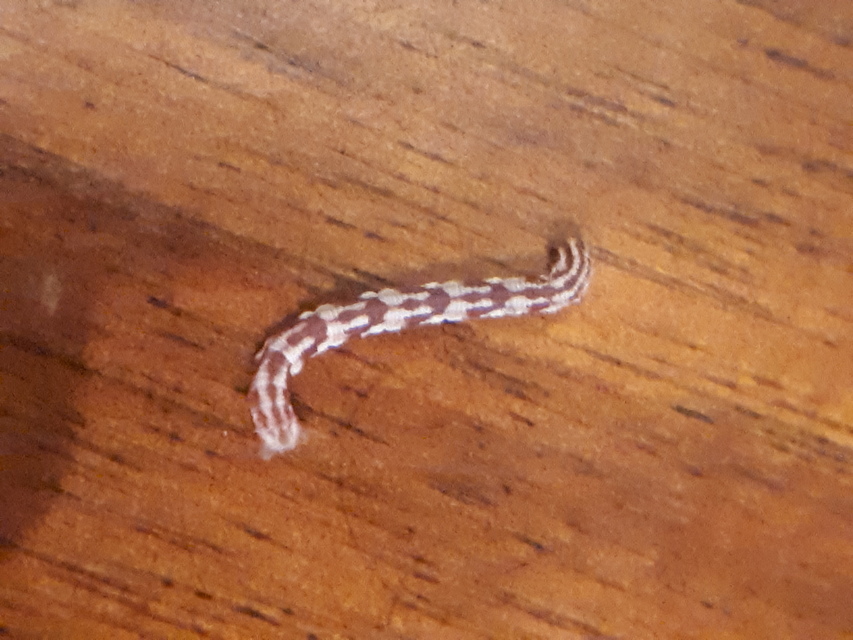 Eupithecia centaureata - búzavirág-törpearaszoló