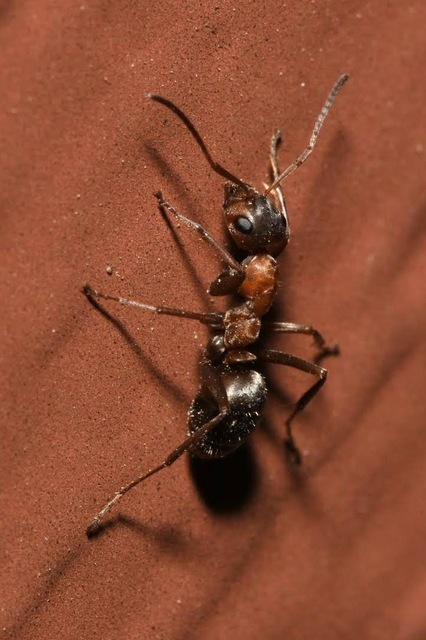 Formica rufibarbis - vörös rabszolgahangya