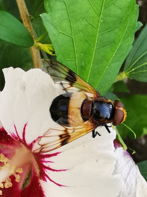 Volucella pellucens - üvegpotrohú pihelégy
