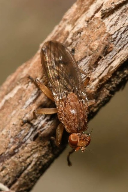Suillia variegata