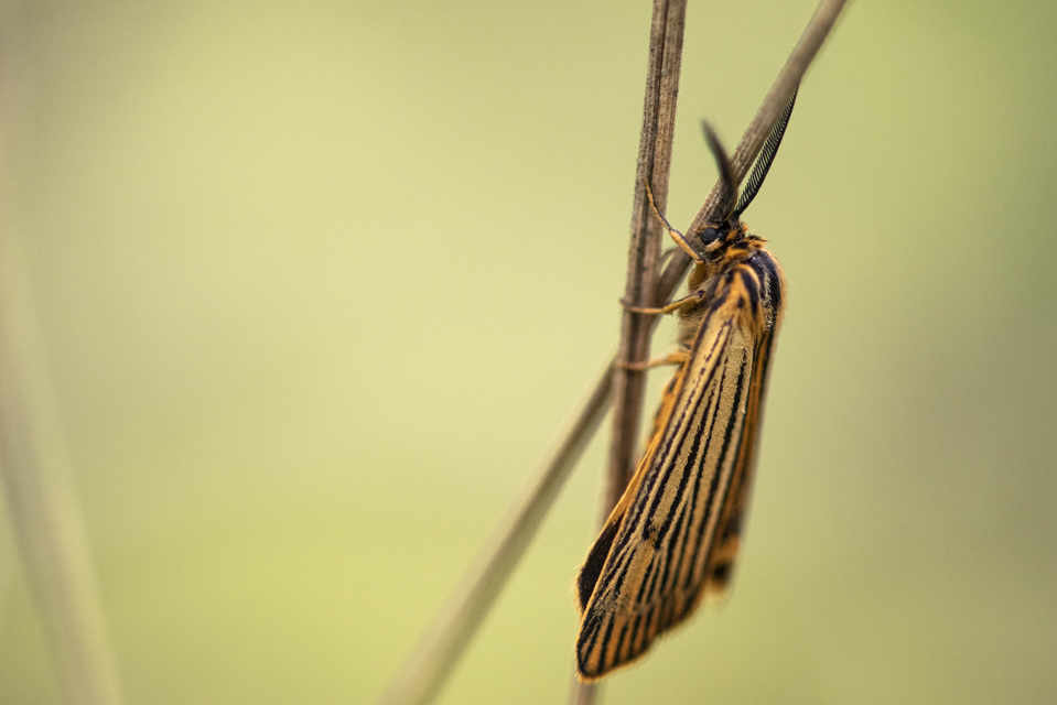 Spiris striata - csíkos molyszövő