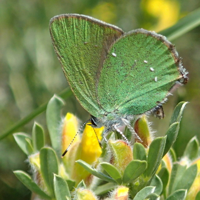 Callophrys rubi - zöldfonákú lepke