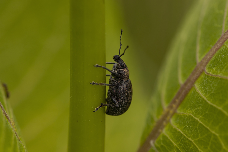 Otiorhynchus ligustici - vincellér-gyalogormányos