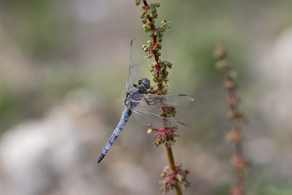 Orthetrum coerulescens - karcsú pásztorszitakötő