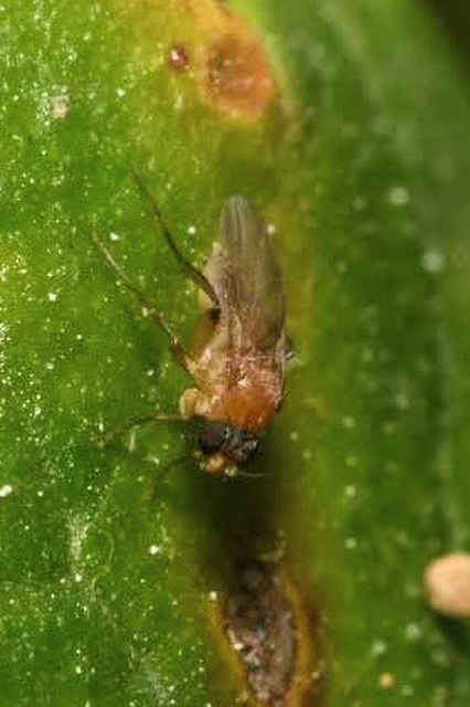 Phoridae - púposlégyfélék