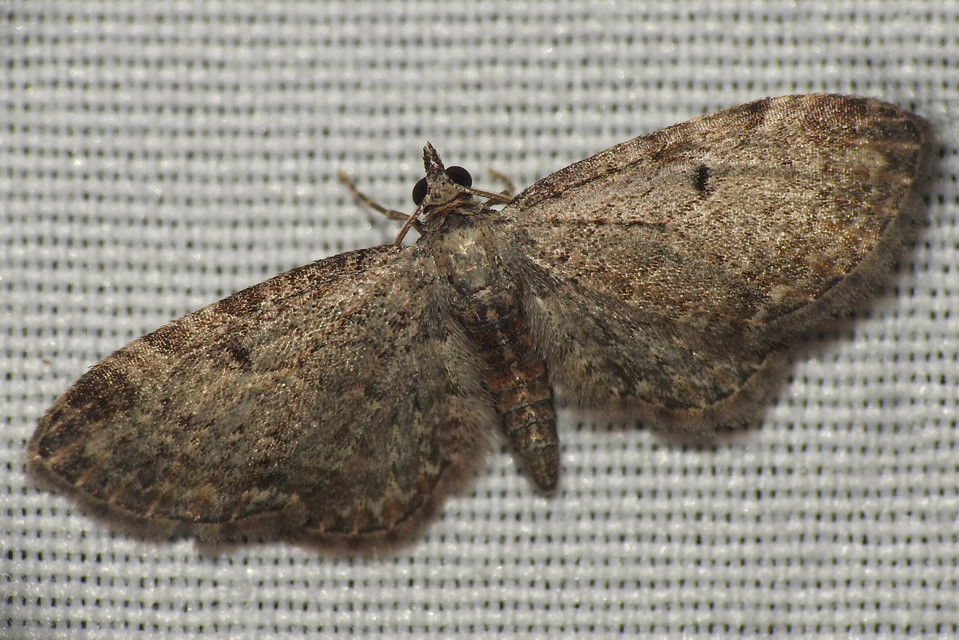 Eupithecia tenuiata - sötétszegélyű törpearaszoló