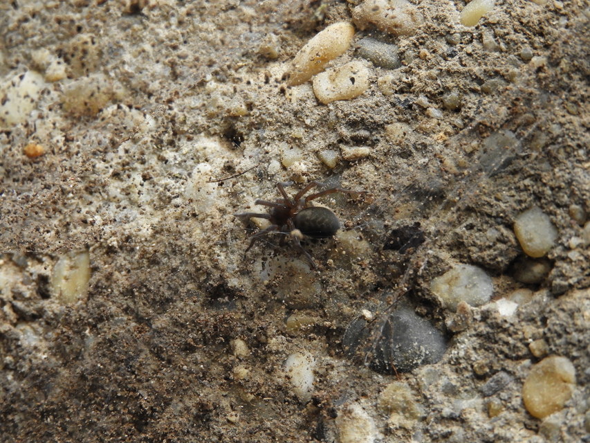 Amaurobius