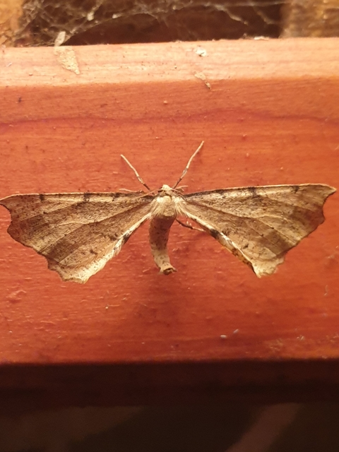 Artiora evonymaria - kecskerágó-araszoló