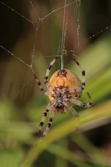Araneus quadratus - négyes keresztespók