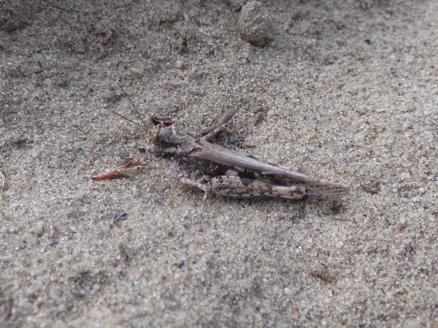 Acrotylus insubricus - önbeásósáska