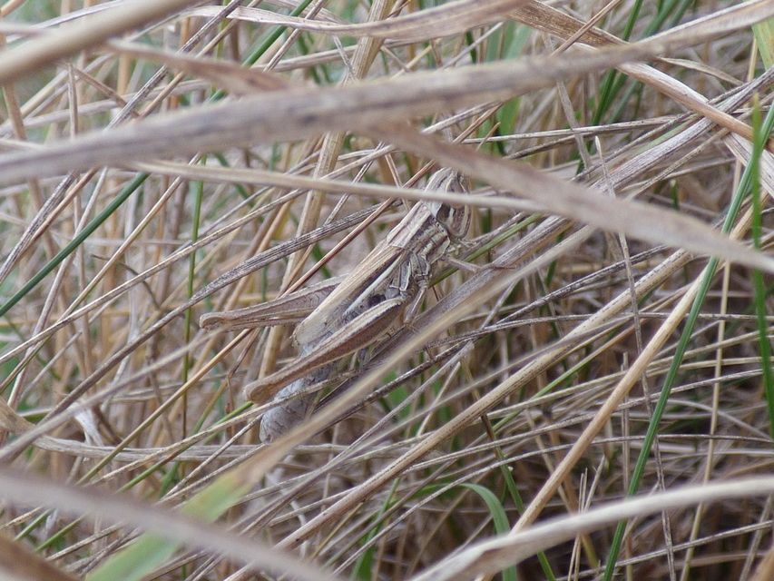 Euchorthippus declivus - rövidszárnyú rétisáska