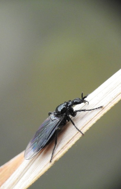 Dilophus febrilis