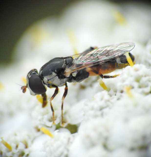 Syritta pipiens - zizegő comboslégy