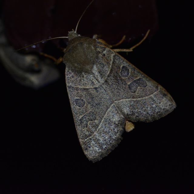 Mesogona acetosellae - madársóskabagoly