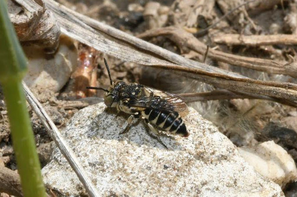 Coelioxys afer