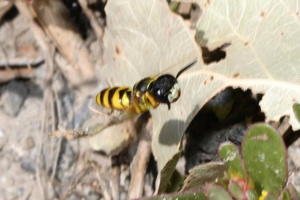 Philanthus triangulum - közönséges méhfarkas