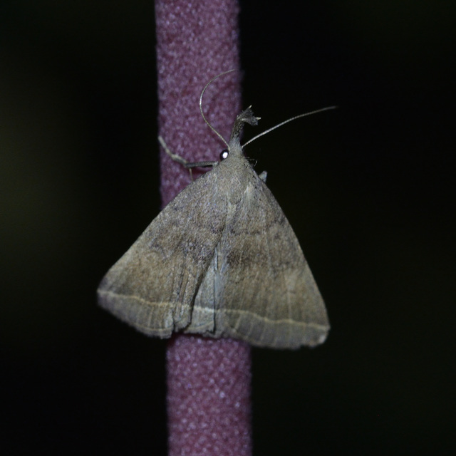 Pechipogo plumigeralis - tollascsápú karcsúbagoly