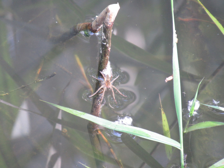Dolomedes plantarius/fimbriatus