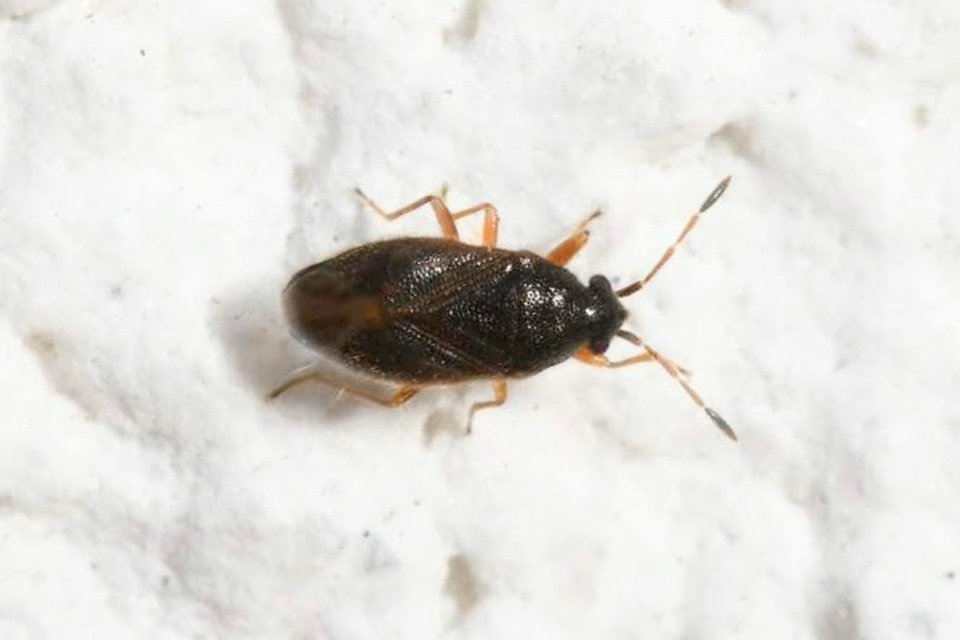 Stygnocoris sabulosus - közönséges kisbodobács
