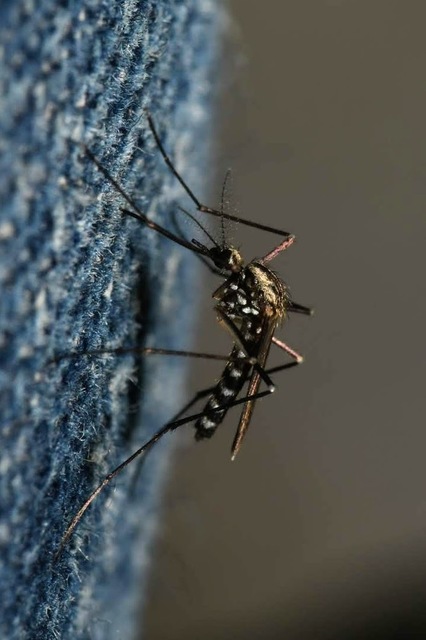 Ochlerotatus geniculatus - díszes szúnyog