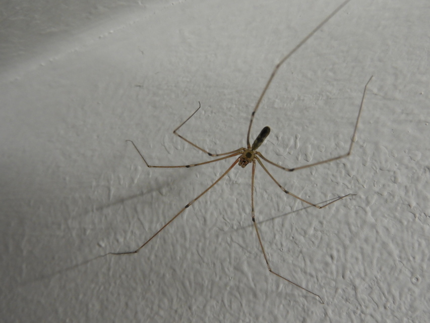 Pholcus phalangioides - nagy álkaszáspók Pholcus phalangioides - nagy álkaszáspók