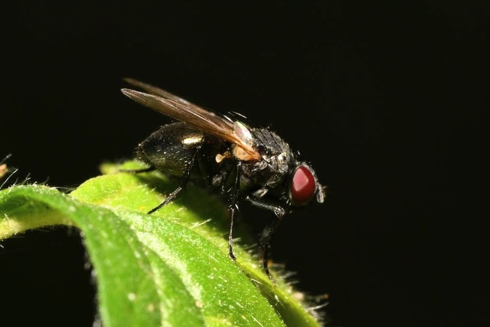 Fannia