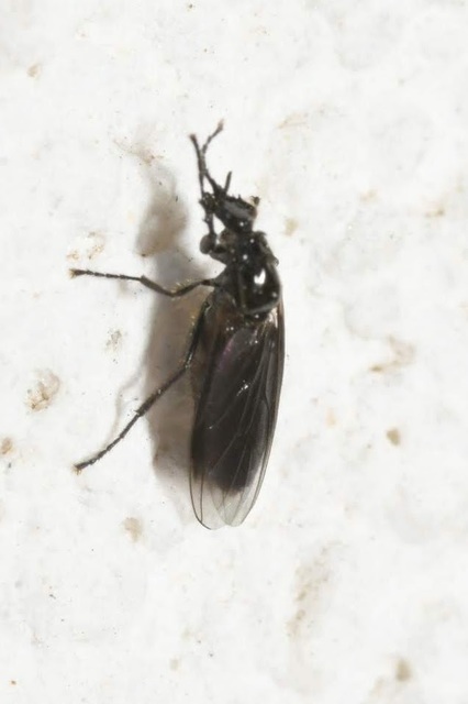 Dilophus febrilis