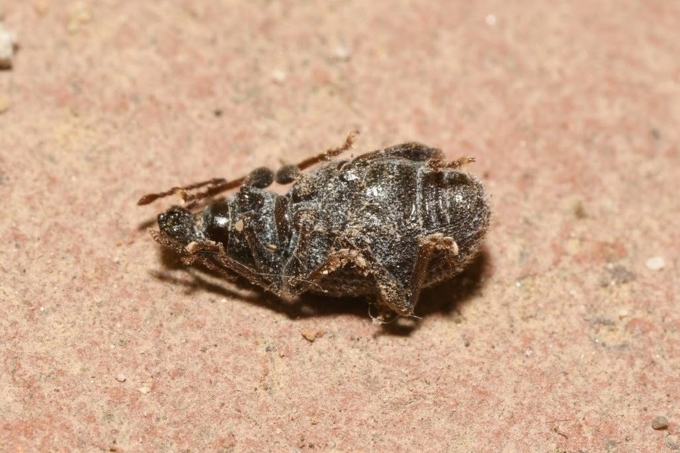 Otiorhynchus hystrix - sörtés gyalogormányos