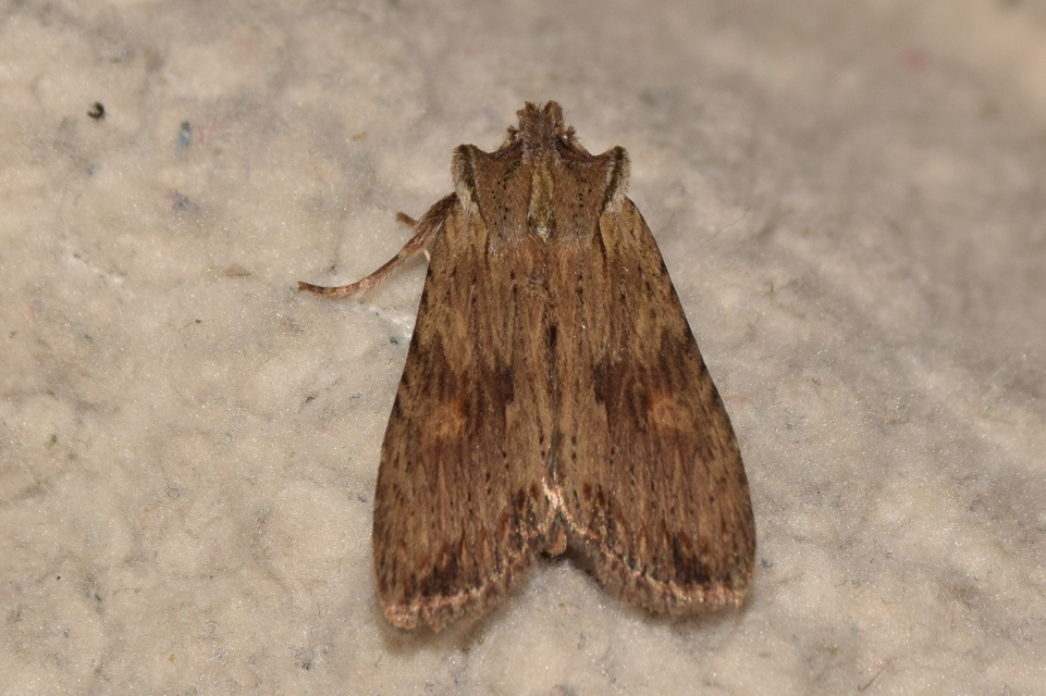 Lithophane socia - barna fabagoly