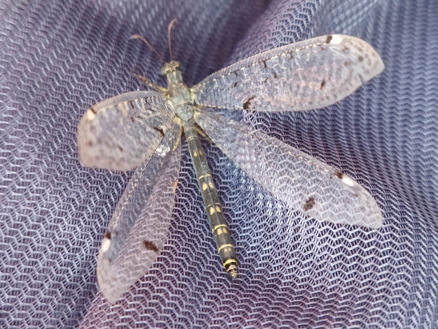 Distoleon tetragrammicus - négyfoltos hangyaleső