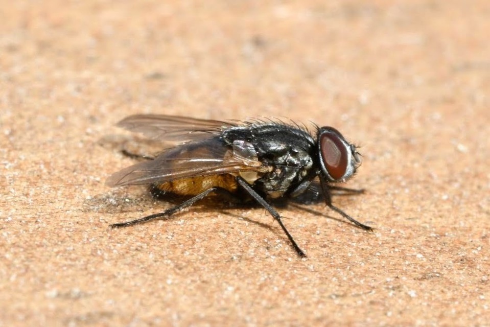 Musca domestica - házi légy