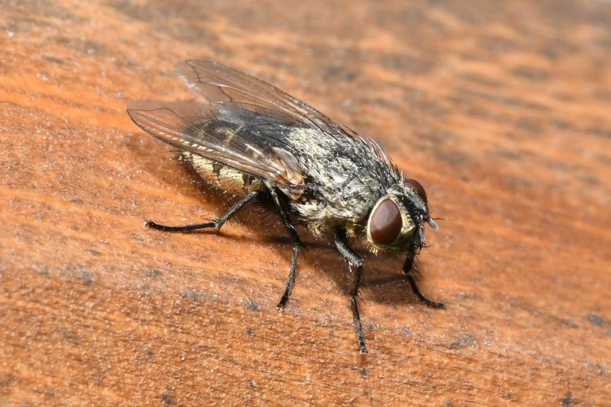 Pollenia bicolor