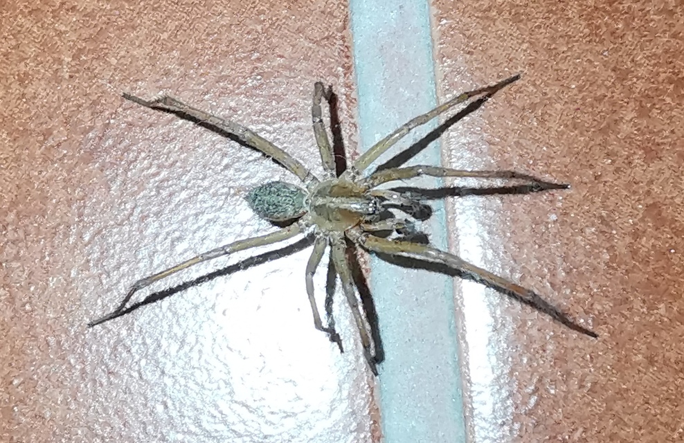 Eratigena agrestis - réti zugpók