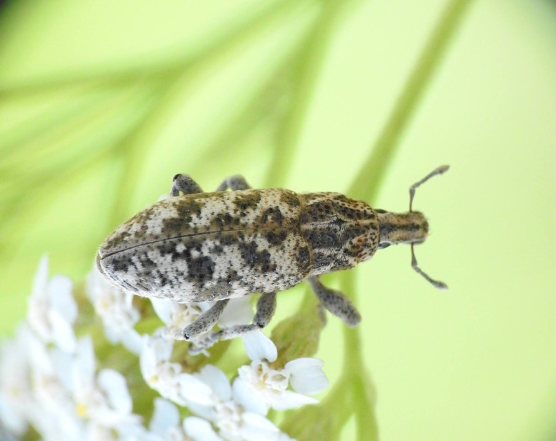 Cyphocleonus dealbatus - márványos barkó