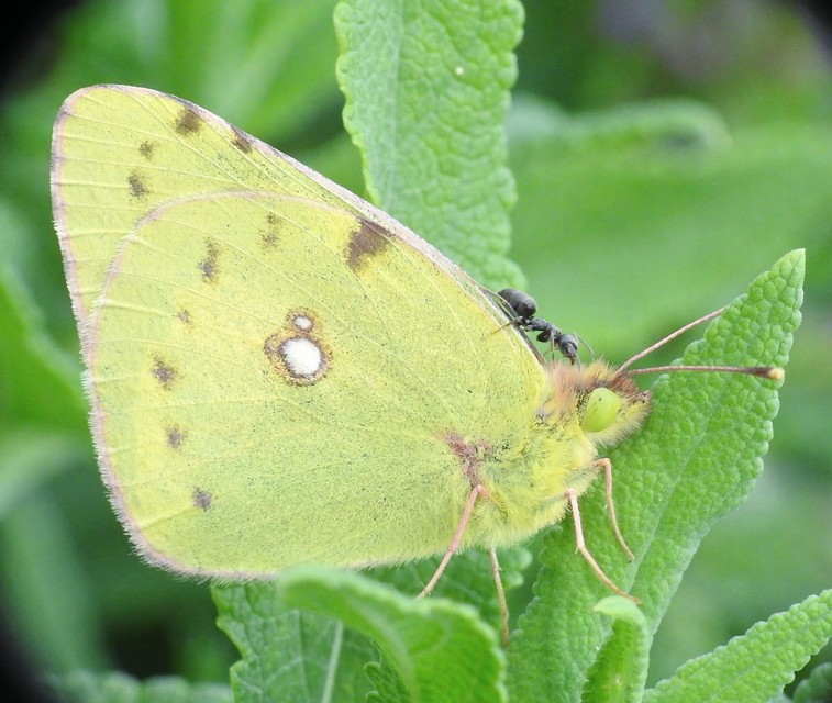 Colias croceus - sáfránylepke