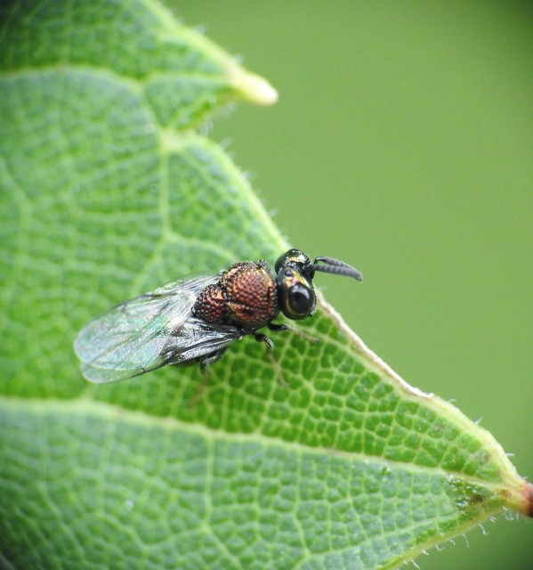 Hymenoptera - Hártyásszárnyúak