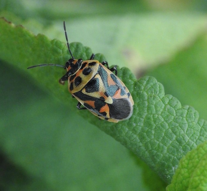 Heteroptera - Poloskák