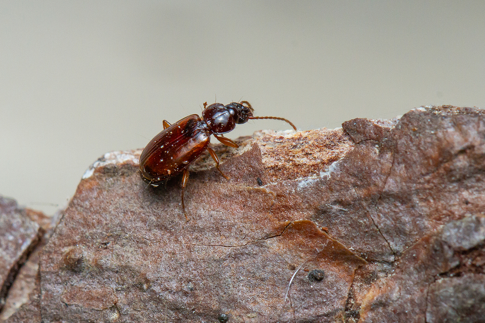 Trechus quadristriatus - közönséges fürgefutonc