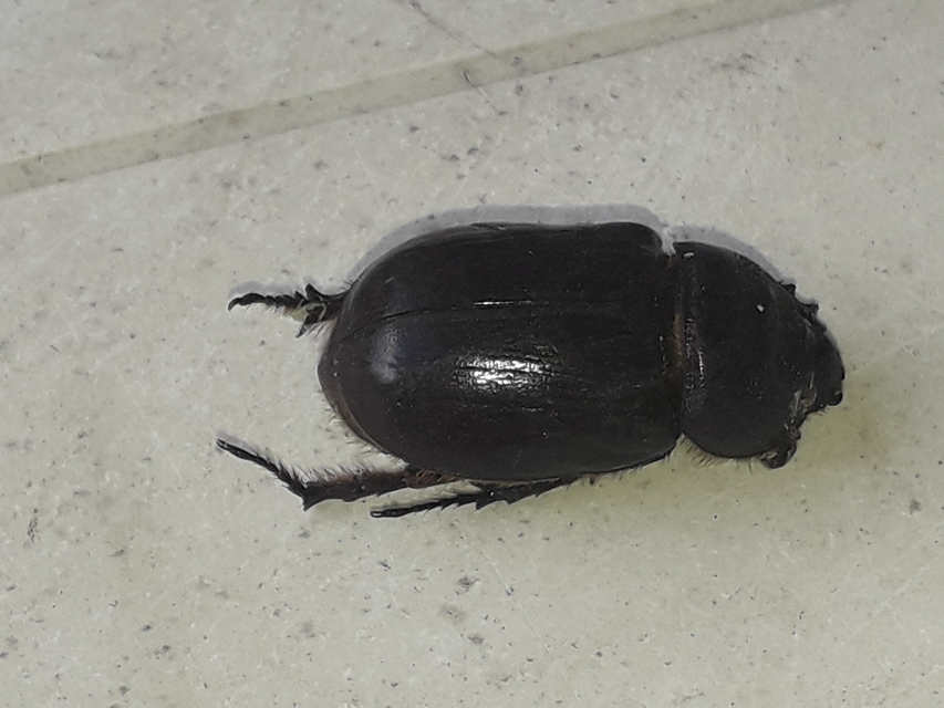 Pentodon idiota - butabogár