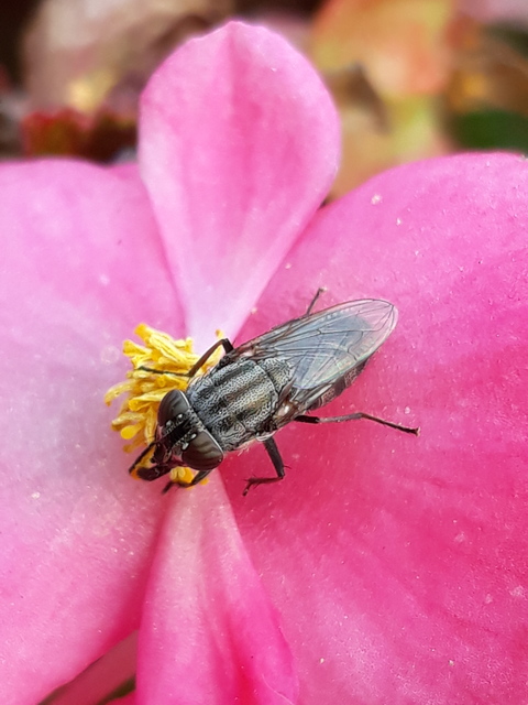 Stomorhina lunata - sáskaparazita légy