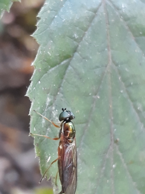 Sargus bipunctatus - kétpettyes fémeslégy