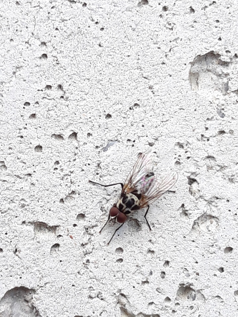 Anthomyia procellaris