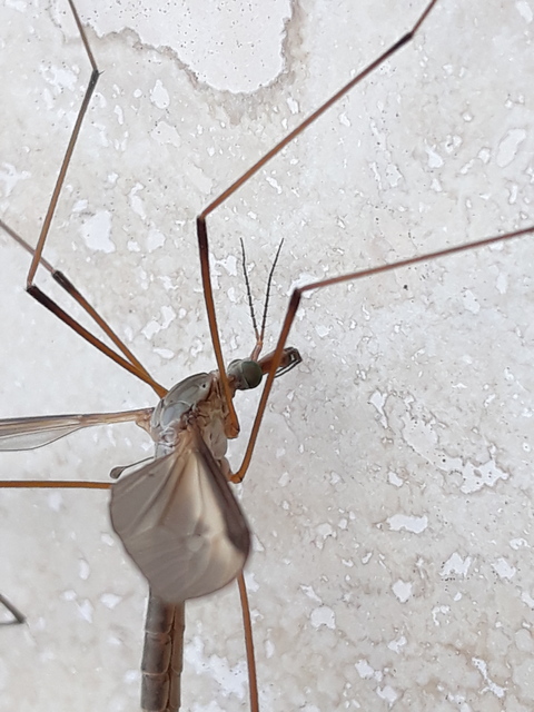Tipula