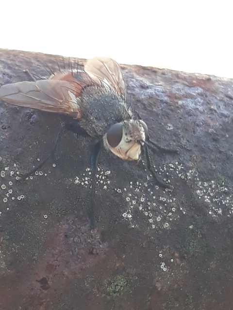 Peleteria rubescens